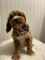 Puppy #2, a female Cockapoo for sale in Charlotte, NC – Photo 2 of 8