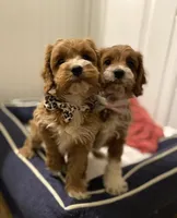 Puppy #2, a female Cockapoo for sale in Charlotte, NC – Photo 5 of 8