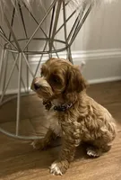 Puppy #2, a female Cockapoo for sale in Charlotte, NC – Photo 8 of 8