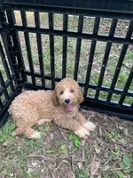 Cockapoo Boy #4, a male Cockapoo for sale in Charlotte, NC – 1 of 1