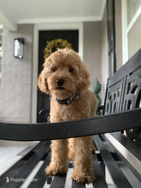 Cockapoo Girl – Cockapoo puppy on hold in Charlotte, NC