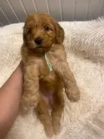 Sky- Blue Collar , a female Cockapoo for sale in Charlotte, NC – 4 of 10