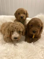 Yellow collard , a male Cockapoo for sale in Charlotte, NC – 8 of 10