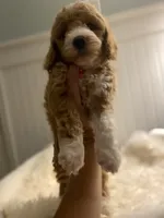 Pink Collar , a female Cockapoo for sale in Charlotte, NC – 3 of 10