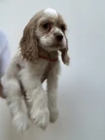 AKC American Cocker Spaniel Boy # 2, a male Cocker Spaniel for sale in Charlotte, NC – 3 of 5
