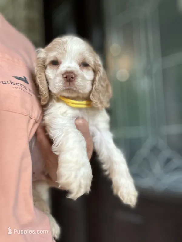 AKC American Cocker Spaniel Boy #3 – Cocker Spaniel puppy for sale in Charlotte, NC