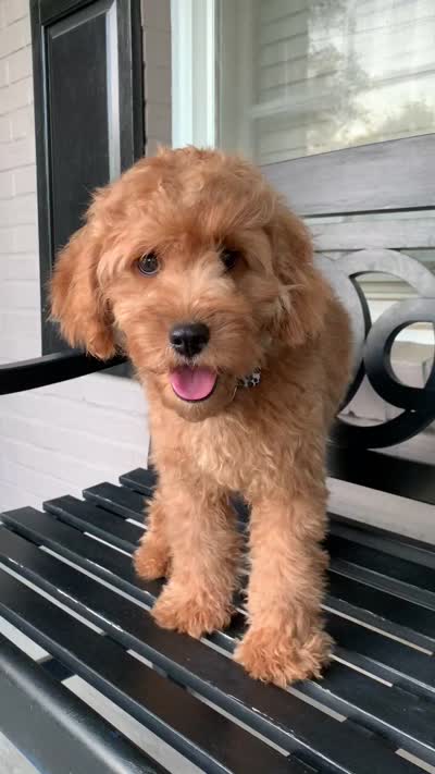 Cockapoo Girl, a female Cockapoo for sale in Charlotte, NC – 5 of 7
