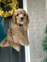 Pink collard Girl #2, a female Cockapoo for sale in Charlotte, NC – 4 of 6