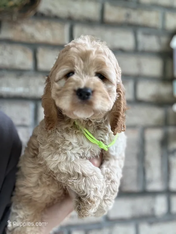 Cockapoo Boy #3 – Cockapoo puppy for sale in Charlotte, NC