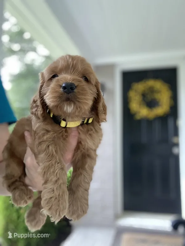 Yellow Collard Boy – Cockapoo puppy for sale in Charlotte, NC