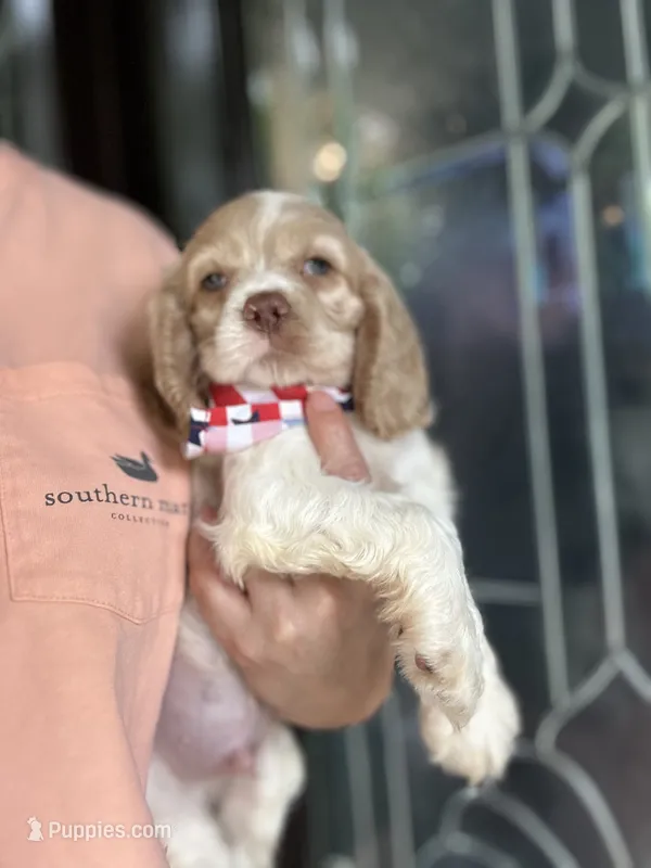 AKC American Cocker Spaniel Boy #1 – Cocker Spaniel puppy for sale in Charlotte, NC