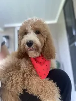 Cockapoo Boy, a male Cockapoo for sale in Charlotte, NC – 5 of 10