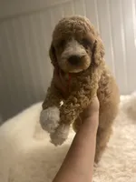 Orange collard , a male Cockapoo for sale in Charlotte, NC – 7 of 10