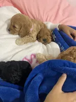 Pink Collard Girl#1, a female Cockapoo for sale in Charlotte, NC – 5 of 9