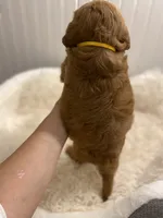 Yellow collard , a male Cockapoo for sale in Charlotte, NC – 3 of 10