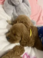 Yellow Collard Boy, a male Cockapoo for sale in Charlotte, NC – 5 of 7