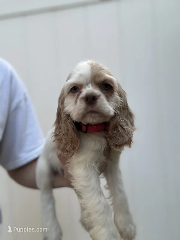 AKC American Cocker Spaniel Girl#1 – Cocker Spaniel puppy for sale in Charlotte, NC