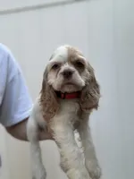 AKC American Cocker Spaniel Girl#1, a female Cocker Spaniel for sale in Charlotte, NC – 1 of 5