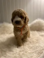 Orange collard , a male Cockapoo for sale in Charlotte, NC – 3 of 10