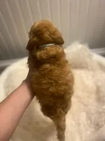 Sky- Blue Collar , a female Cockapoo for sale in Charlotte, NC – 6 of 10