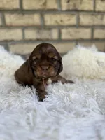 Cocker Spaniel Girl, a female Cocker Spaniel for sale in Charlotte, NC – Photo 6 of 6