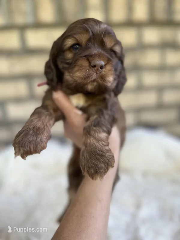 Cocker Spaniel Girl – Cocker Spaniel puppy for sale in Charlotte, NC