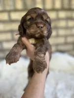 Cocker Spaniel Girl, a female Cocker Spaniel for sale in Charlotte, NC – Photo 3 of 6