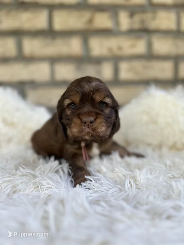 Cocker Spaniel Girl – Cocker Spaniel puppy for sale in Charlotte, NC