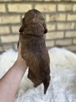 Cocker Spaniel Girl, a female Cocker Spaniel for sale in Charlotte, NC – Photo 5 of 6