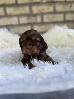 Cocker Spaniel Girl, a female Cocker Spaniel for sale in Charlotte, NC – Photo 4 of 6