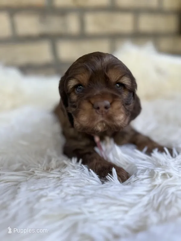 Cocker Spaniel Girl – Cocker Spaniel puppy for sale in Charlotte, NC
