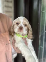 AKC American Cocker Spaniel Boy # 2, a male Cocker Spaniel for sale in Charlotte, NC – 4 of 5