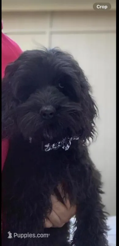 Cockapoo Girl, a female Cockapoo for sale in Charlotte, NC – Photo 1 of 2