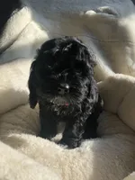 Cockapoo girl #2, a female Cockapoo for sale in Charlotte, NC – Photo 4 of 4
