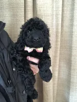 Cockapoo girl #2, a female Cockapoo for sale in Charlotte, NC – Photo 1 of 4