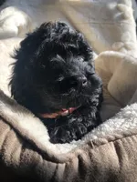Cockapoo girl #2, a female Cockapoo for sale in Charlotte, NC – Photo 2 of 4