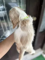 AKC American Cocker Spaniel Boy # 2, a male Cocker Spaniel for sale in Charlotte, NC – 5 of 5