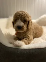 Orange collard , a male Cockapoo for sale in Charlotte, NC – 6 of 10