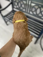 Yellow Collard Boy, a male Cockapoo for sale in Charlotte, NC – 4 of 7