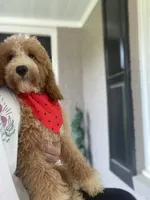 Cockapoo Boy, a male Cockapoo for sale in Charlotte, NC – 4 of 10