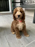 Cockapoo Girl #1, a female Cockapoo for sale in Charlotte, NC – 2 of 6