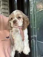 AKC American Cocker Spaniel Girl #2, a female Cocker Spaniel for sale in Charlotte, NC – 6 of 6