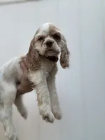 AKC American Cocker Spaniel Girl#1, a female Cocker Spaniel for sale in Charlotte, NC – 3 of 5