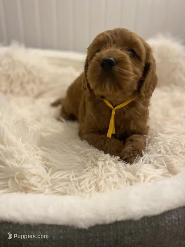 Yellow collard  – Cockapoo puppy for sale in Charlotte, NC