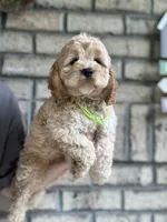 Cockapoo Boy #3, a male Cockapoo for sale in Charlotte, NC – 4 of 8