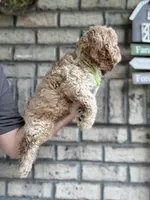 Cockapoo Boy #3, a male Cockapoo for sale in Charlotte, NC – 6 of 8