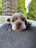 American Cocker Spaniel Girl, a female Cocker Spaniel for sale in Charlotte, NC – 7 of 7
