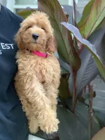 Cockapoo Girl#2, a female Cockapoo for sale in Charlotte, NC – 2 of 6