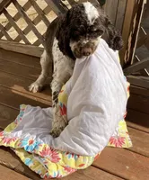 REDUCED TO GO., a male Cocker Spaniel for sale in Charlotte, NC – Photo 3 of 5