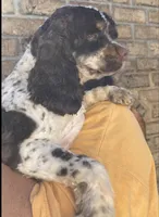 REDUCED TO GO., a male Cocker Spaniel for sale in Charlotte, NC – Photo 5 of 5